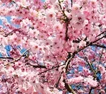 일본 벚꽃 만개